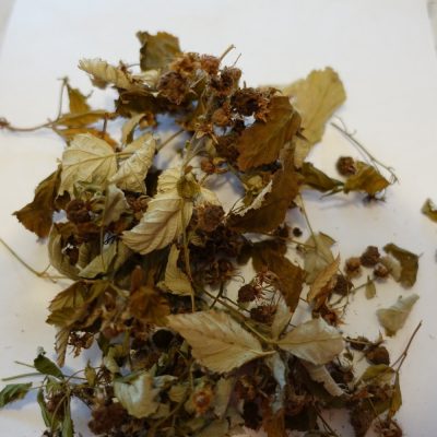 Dried branches of raspberry with berries. They are made into the tea for the treatment of colds. The photo is taken in a Karelian village of Korza. Photo by Valeria Kolosova.