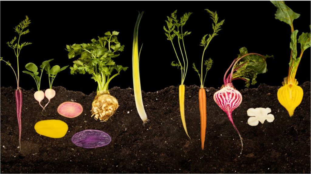 FOOD-la-scienza-dai-semi-al-piatto