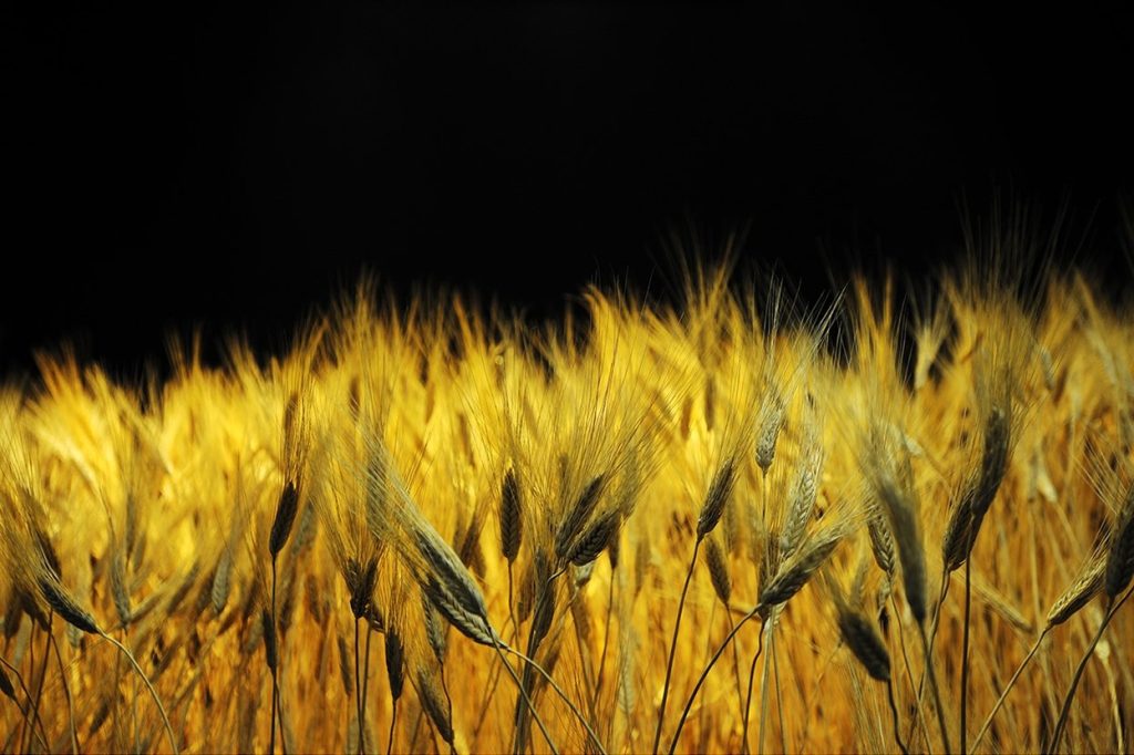 FOOD-la-scienza-dai-semi-al-piatto_news-1