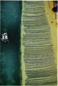 An Ocean Harvest