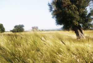 Salviamo quei tesori dagli sfregi estetici