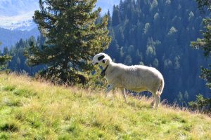 Pecora Val Di Funes, Alto Adige