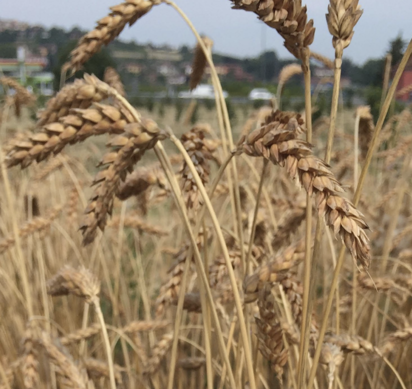 Giornata Nazionale della Biodiversità di Interesse Agricolo e Alimentare della Regione Piemonte
