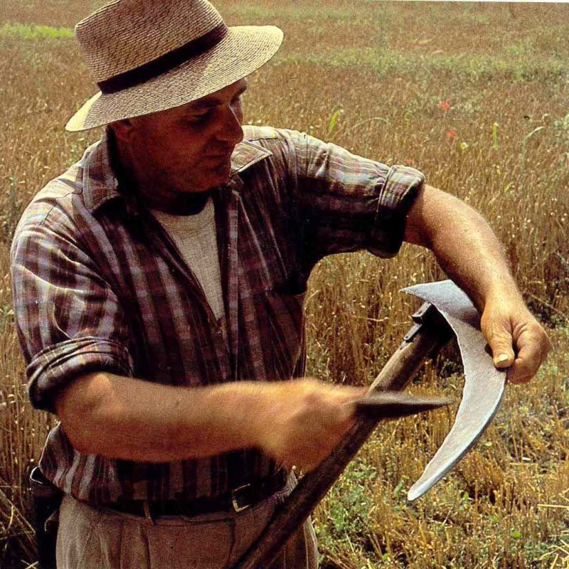 La falce: antichi ritmi per una nuova agricoltura