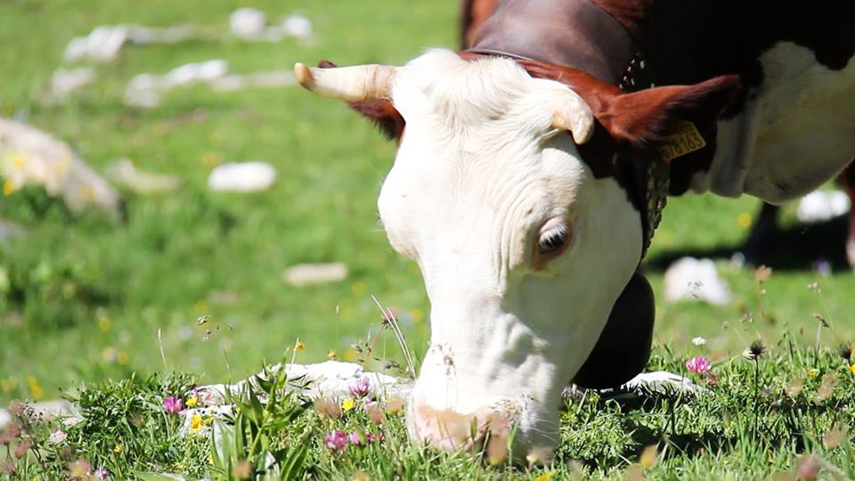 fontina3