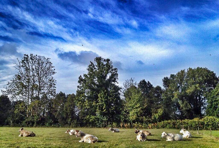 lago scuro - farm