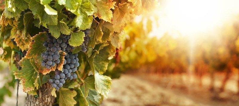 vino_vigna
