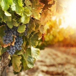 In Vino Vegan